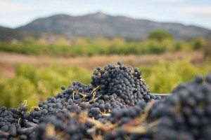 Vendanges au Clos du Lucquier à Jonquières dans l'Hérault