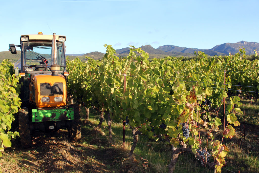 Vendanges 2019 au clos du Lucquier