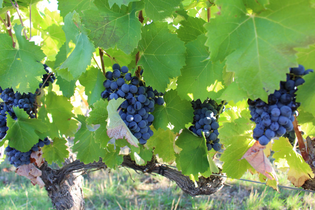 Vendanges 2019 au clos du Lucquier