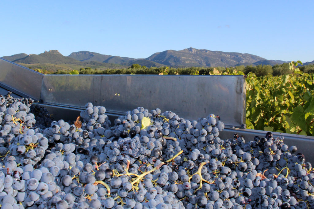 Vendanges 2019 au clos du Lucquier