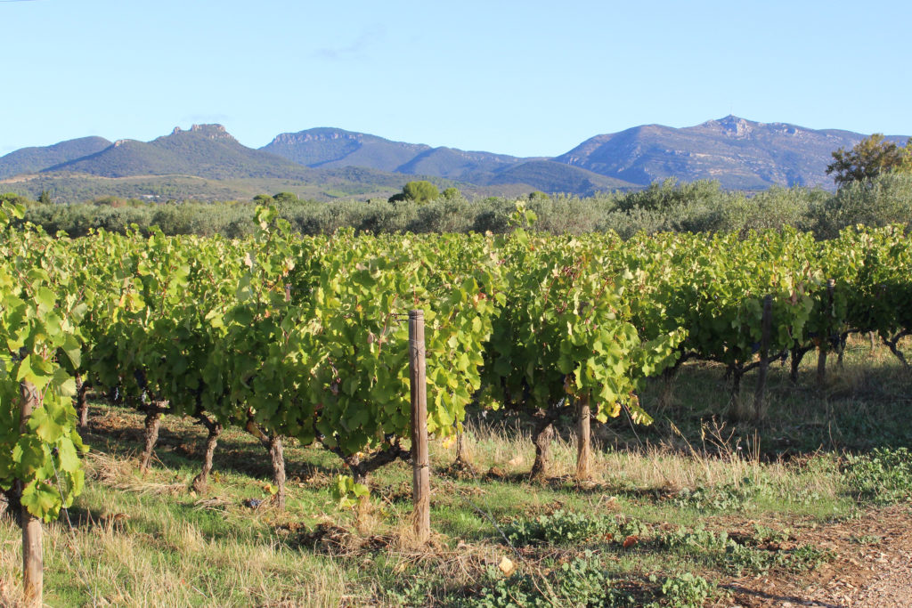 Vendanges 2019 au clos du Lucquier