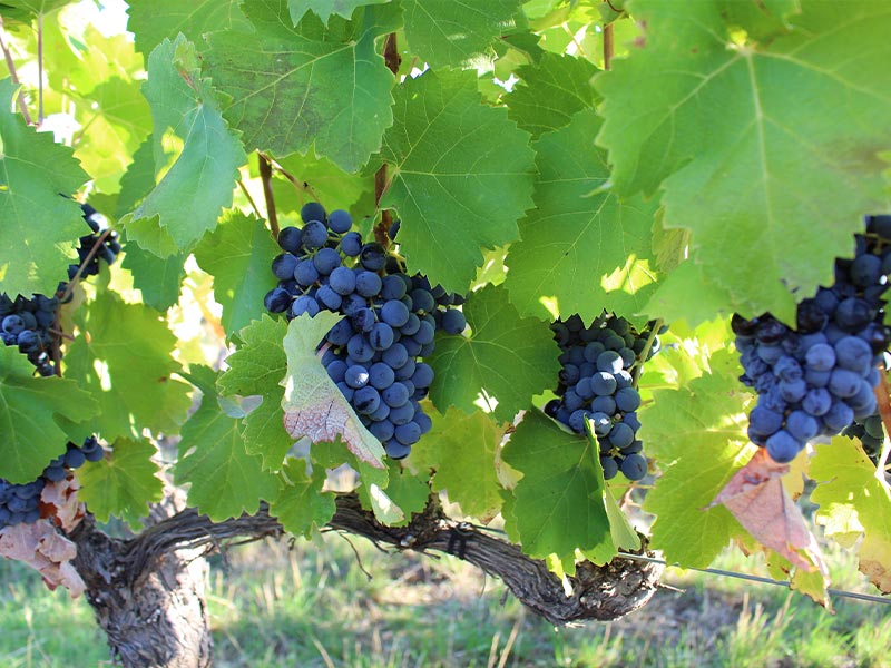 Contrôle des maturités au Domaine le Clos du Lucquier