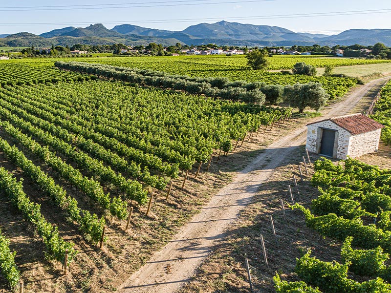 Contrôle des maturités au Domaine le Clos du Lucquier